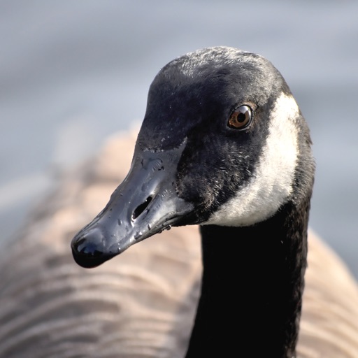 goose sounds