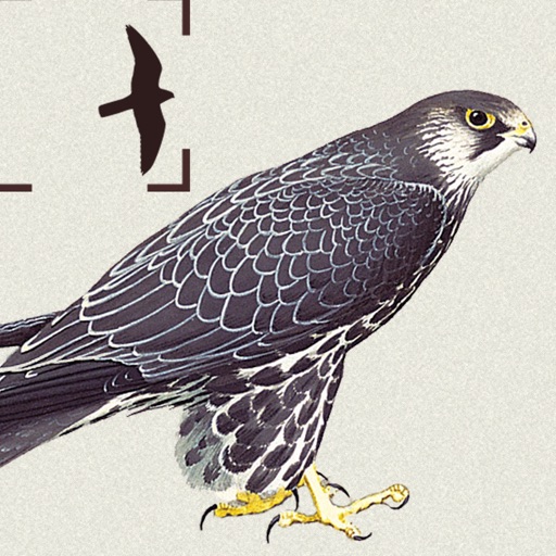 birds of northern europe