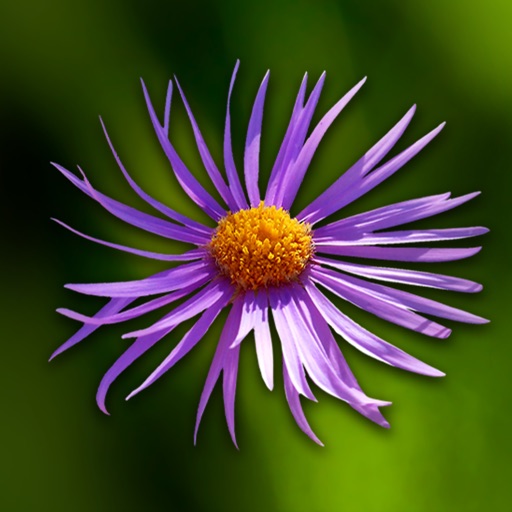 wild-flowers