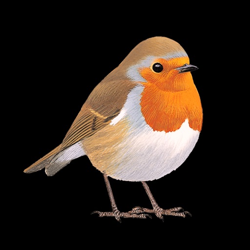 collins british bird guide