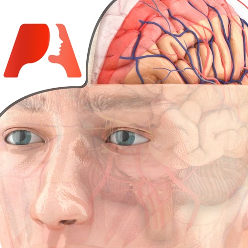 pocket brain - 인터랙티브 신경 해부학