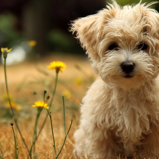 pet friendly caravan parks australia