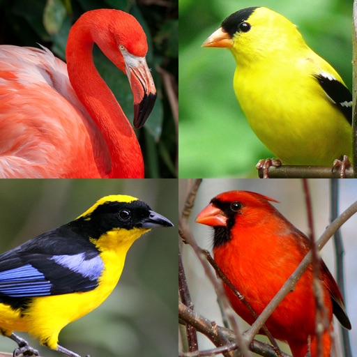 vögel der welt: quiz über die berühmten vögel