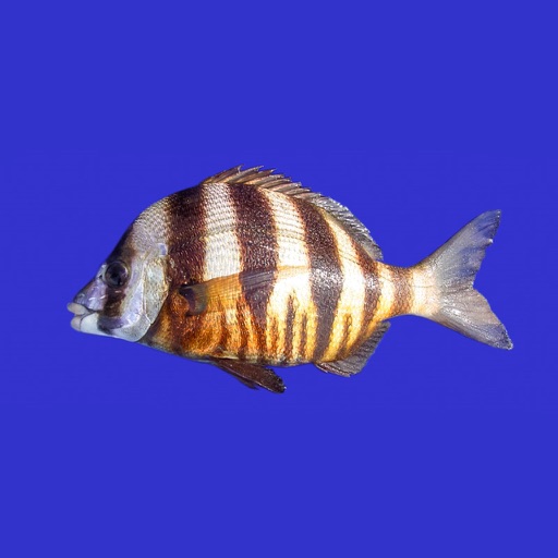 marine fish guide